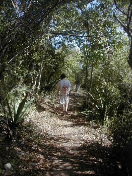 A man waking the Reef Bay Sugar Mill Trail surrounded by tropical plants