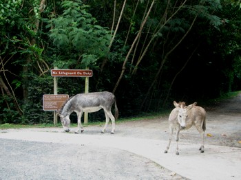 Donkeys near Cinnamon Bay